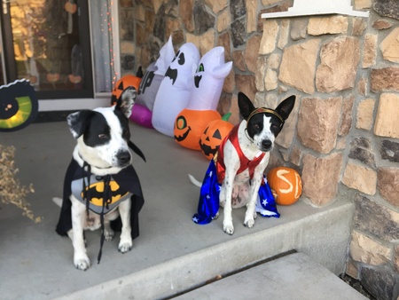 Oliver Scout & Pippa Jane