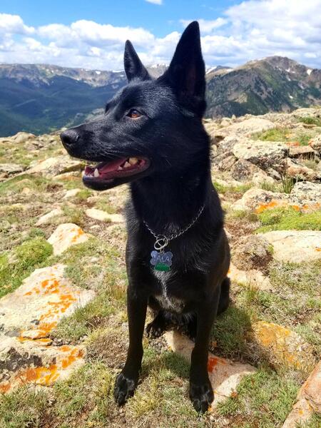 Tala