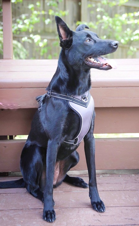 Lulu