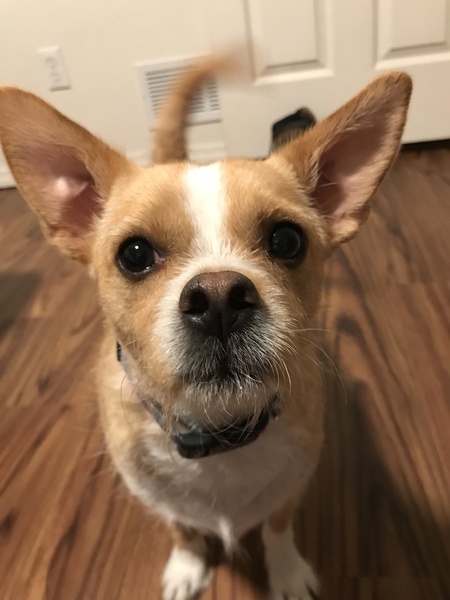 Archie