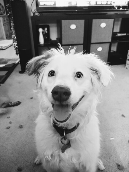 Luna Bear