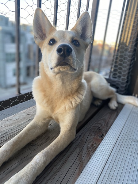 Finn