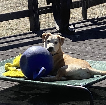 Gracie