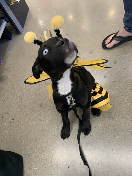Frankie Sinatra
