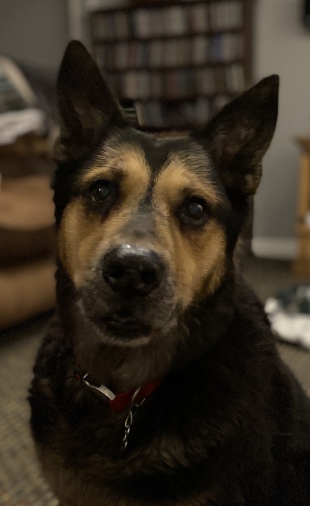 Buddy
