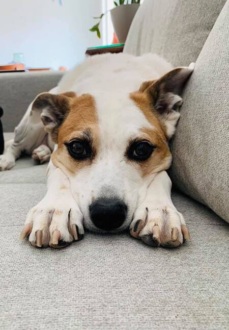 Jessie