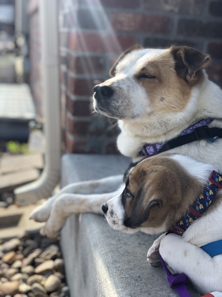 Tiki and Cooper