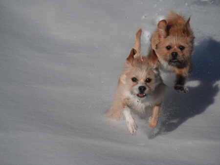 Bella & Jacob