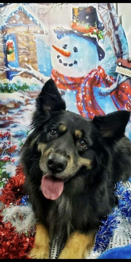 Pookah