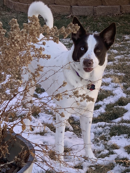 Nala Joon Martin