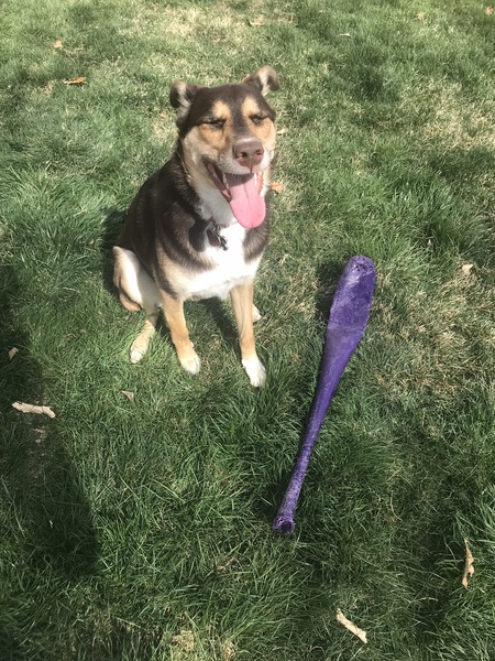 Piper