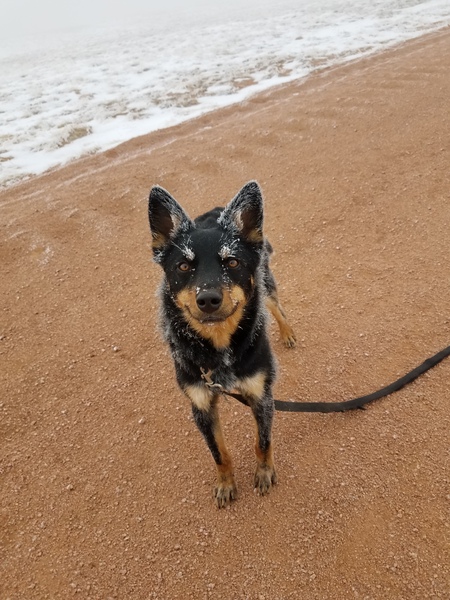Arlo (formerly known as "Jake")