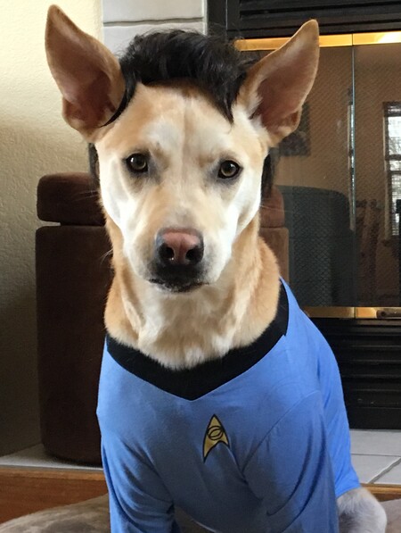 Bentley the Dog