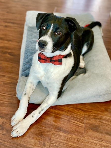 Albus Dumbledog