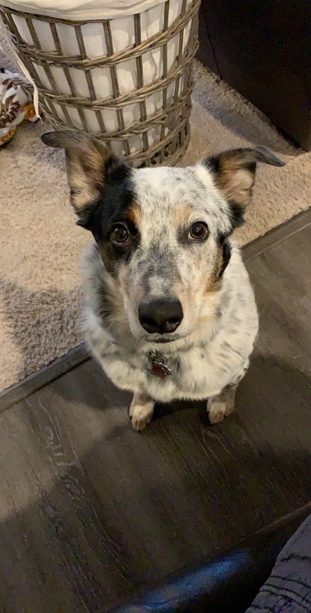 Buddy