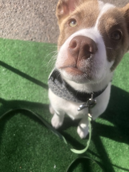 Gus