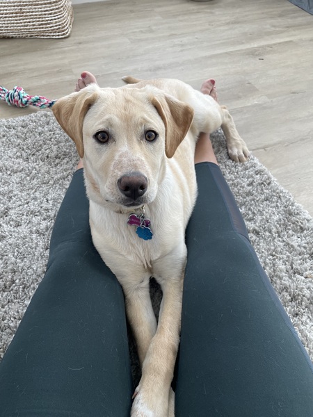 Nova