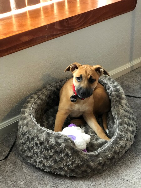 Ziva