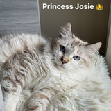 Entry image for Josie