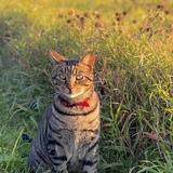 Entry image for Percy