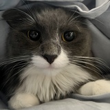 Entry image for Charlie