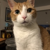 Entry image for Butters 
