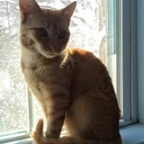 Entry image for MeowMeow