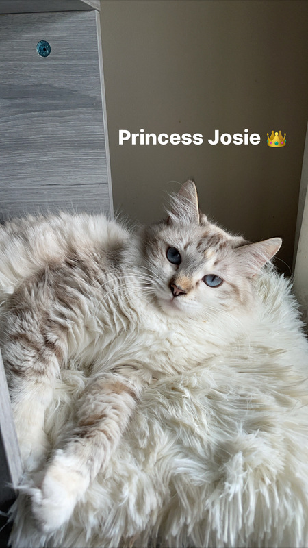 Entry image for Josie. Clicking this image will show a larger photo