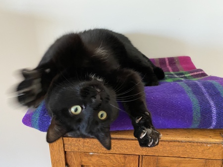 Entry image for Starlett  (aka Kitzee) . Clicking this image will show a larger photo
