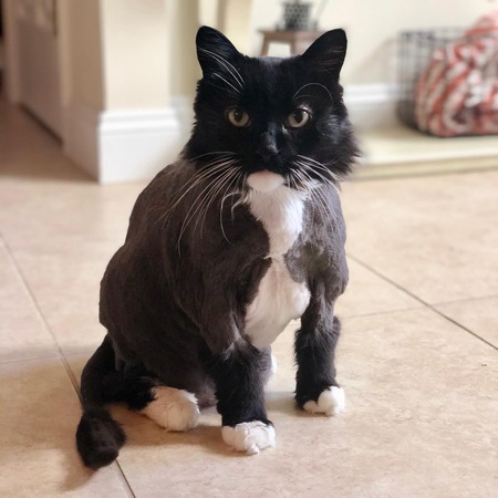 Entry image for Cleo Kitty. Clicking this image will show a larger photo