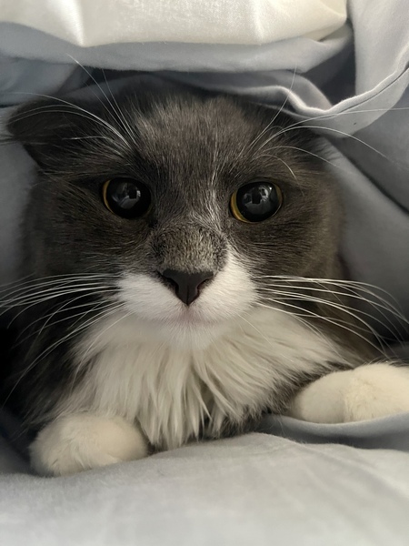 Entry image for Charlie. Clicking this image will show a larger photo