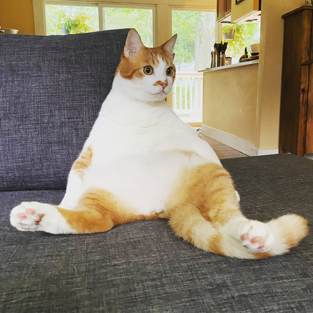 Entry image for Mr. Peaches . Clicking this image will show a larger photo