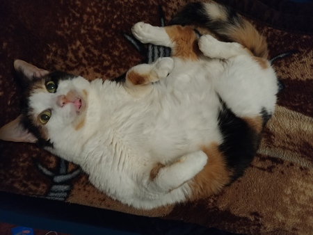 Entry image for Zoey. Clicking this image will show a larger photo
