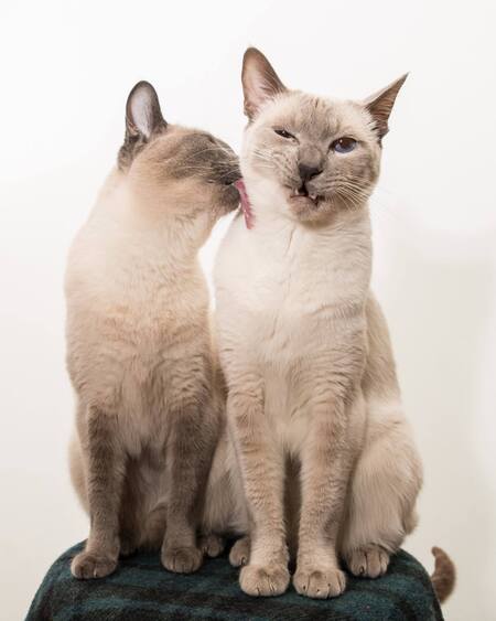 Entry image for Ivy & Meezer. Clicking this image will show a larger photo