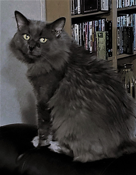 Entry image for Mister. Clicking this image will show a larger photo