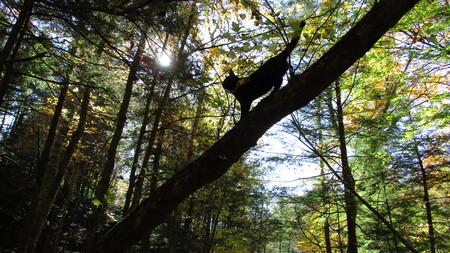 Entry image for Juniper. Clicking this image will show a larger photo