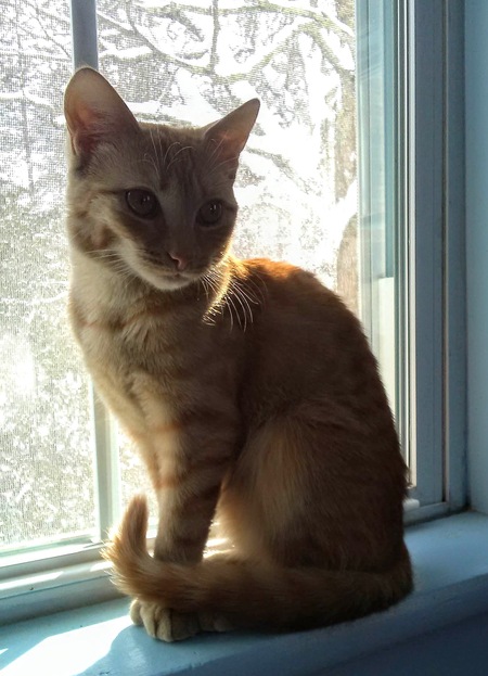 Entry image for MeowMeow. Clicking this image will show a larger photo