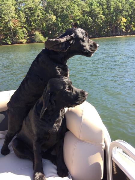 Sam and Gus