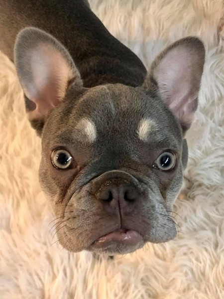 Cora