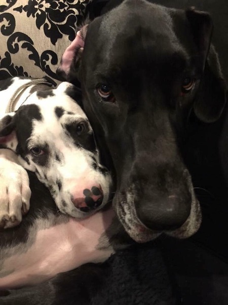 Sulka and Aspen