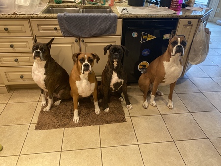 Nala, Juliet, Hope & Simba