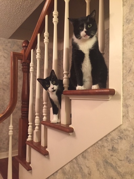Winston (top) & Paco