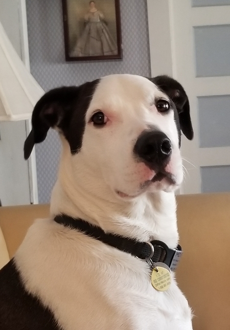 Mojo