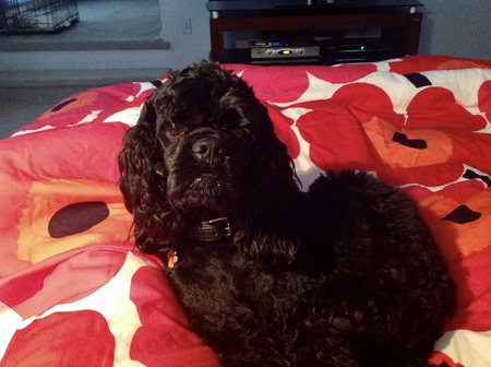 Sadie