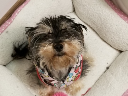 Cockie