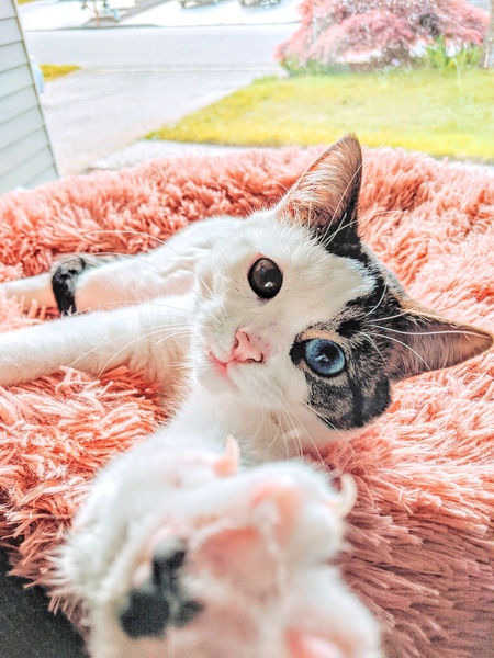 Bean