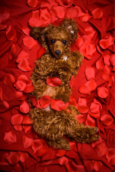 Benji