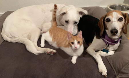 Maya, Freddie, Roni