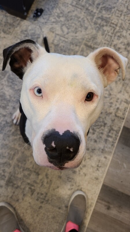 Frankie