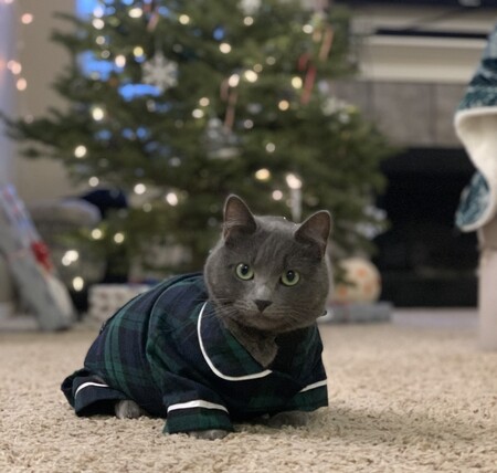 Catticus